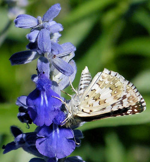 Salvia farinacea: Mealycup Sage - with butterfly
