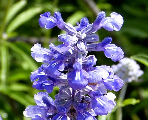 Salvia farinacea: Mealycup Sage - flowers