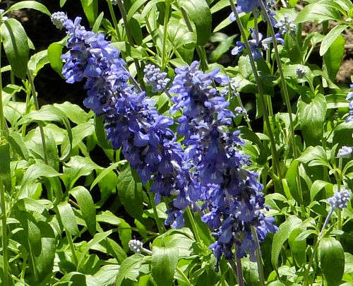 Salvia farinacea: Mealycup Sage