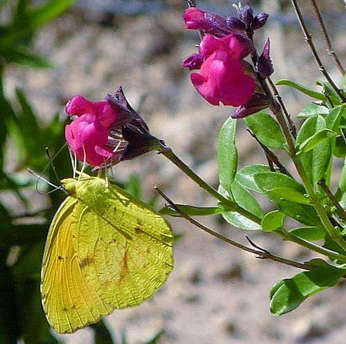 Salvia greggii: Autumn Sage - with butterfly