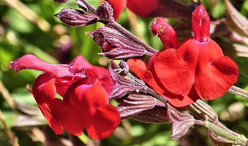 Salvia greggii: Autumn Sage - flowers
