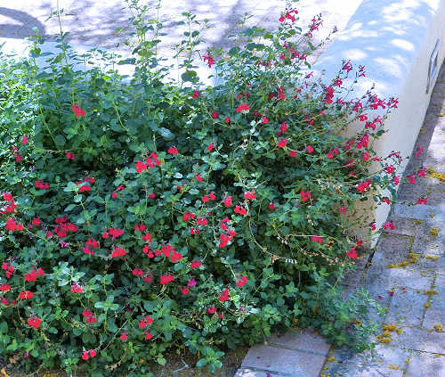 Salvia greggii: Autumn Sage