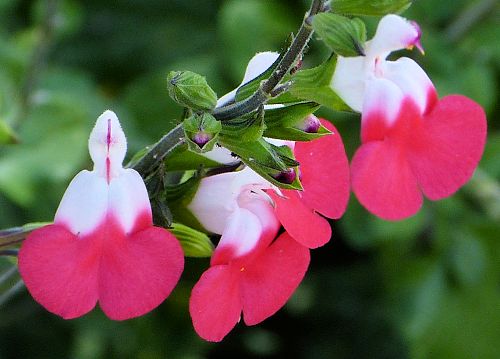 Salvia x jamensis: Salvia 'Hot Lips'