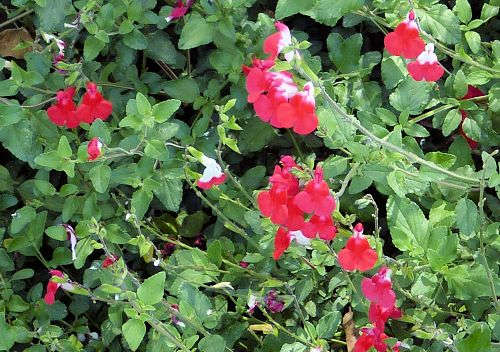 Salvia x jamensis: Salvia 'Hot Lips'