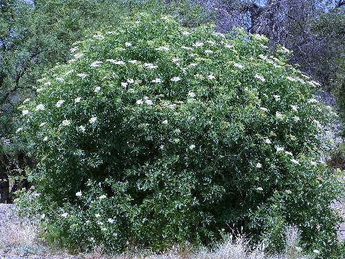 Elderberry: Sambucus cerulea