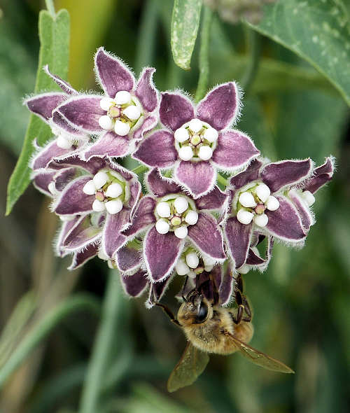 Funastrum cynanchoides: Climbing Milkweed, flowers 