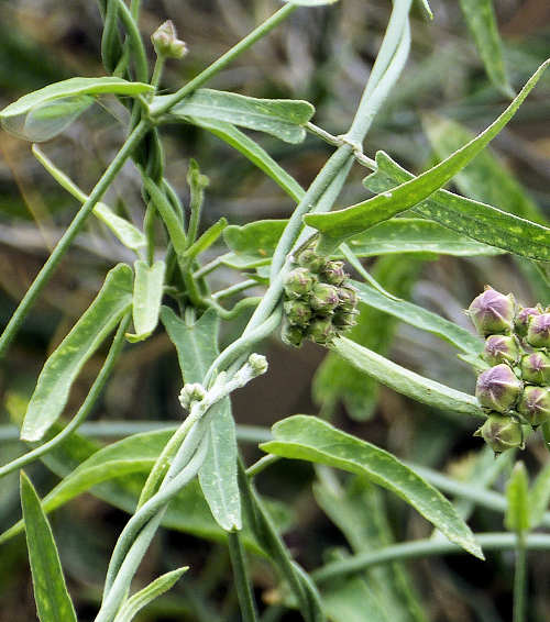 Funastrum cynanchoides: Climbing Milkweed, leaves