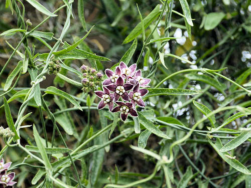 Funastrum cynanchoides: Climbing Milkweed
