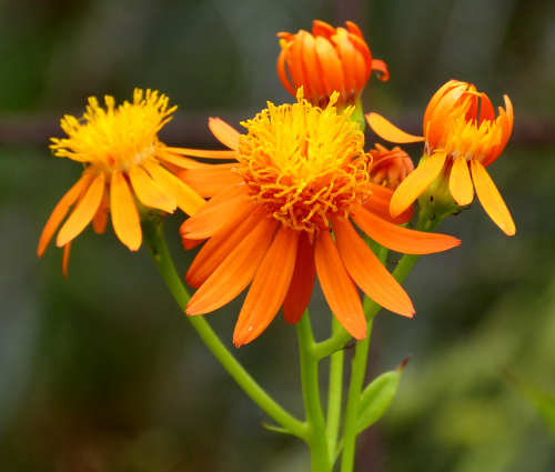 Pseudogynoxys chenopodioides: Mexican Flame Vine, flowers