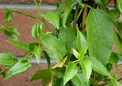 Pseudogynoxys chenopodioides: Mexican Flame Vine, leaves