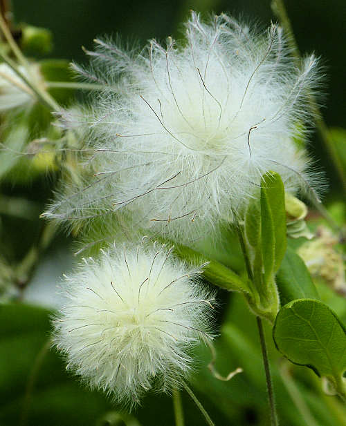 Pseudogynoxys chenopodioides: Mexican Flame Vine, seedhead