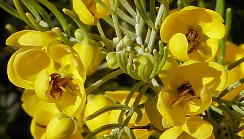 Senna artemisioides: Silver Senna - flowers