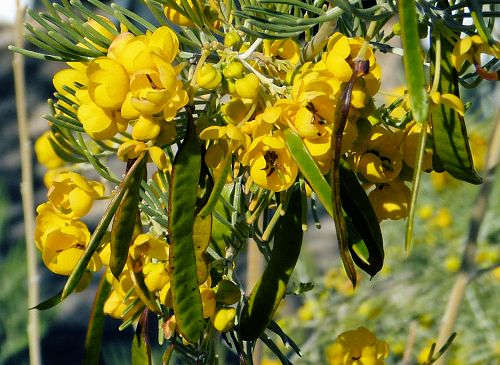 Senna artemisioides: Silver Senna - seed pods