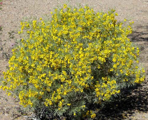 Senna artemisioides: Silver Senna