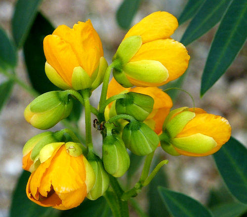 Senna hirsuta v. glaberrima: Slimpod Senna - flowers at dusk