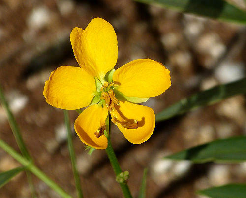 Senna hirsuta v. glaberrima: Slimpod Senna - flower mid-morning