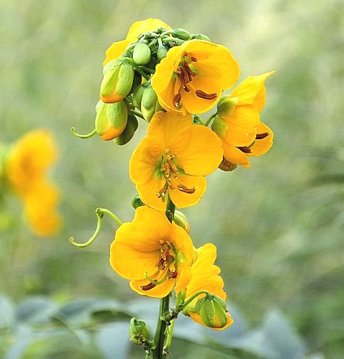 Senna hirsuta v. glaberrima: Woolly Senna - flowers mid-afternoon