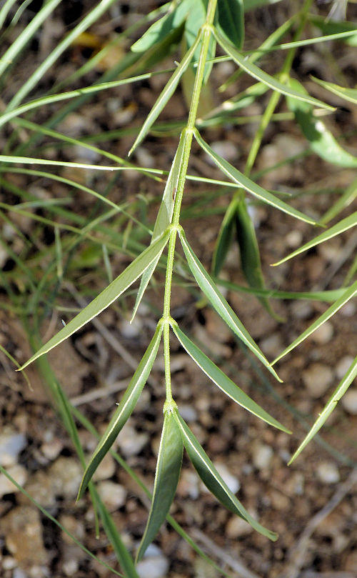 Senna hirsuta v. glaberrima: Slimpod Senna - leaflets