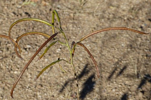 Senna hirsuta v. glaberrima: Slimpod Senna - seed pods