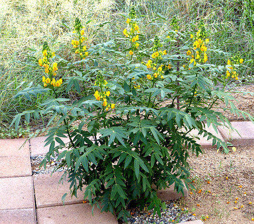 Senna hirsuta v. glaberrima: Slimpod Senna