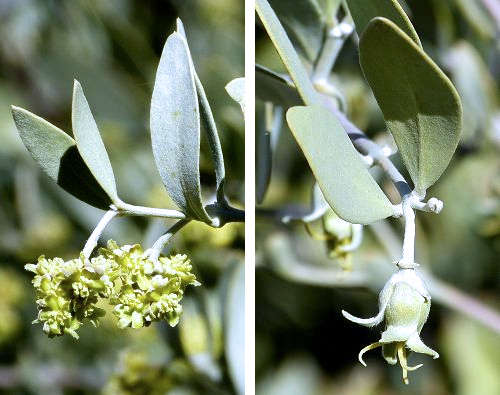 Simmondsia chinensis: Jojoba - flowers