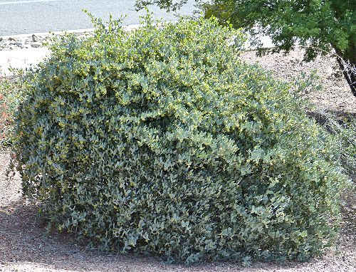 Simmondsia chinensis: Jojoba