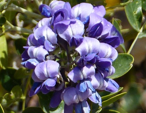 Dermatophyllum secundiflorum: Texas Mountain Laurel - flowers