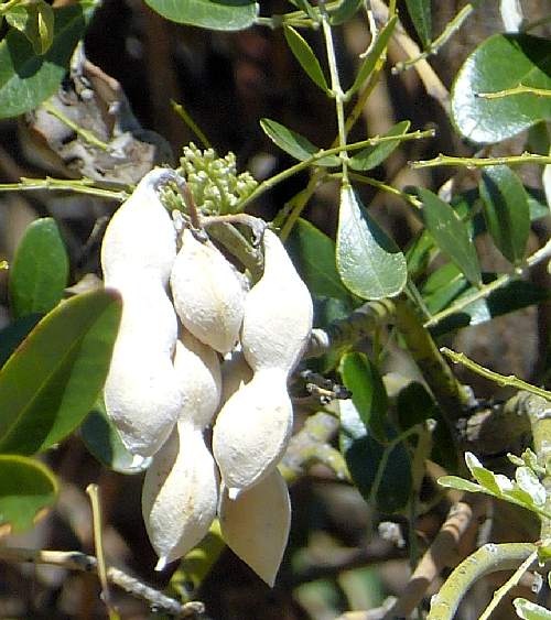 Dermatophyllum secundiflorum: Texas Mountain Laurel - seed pods