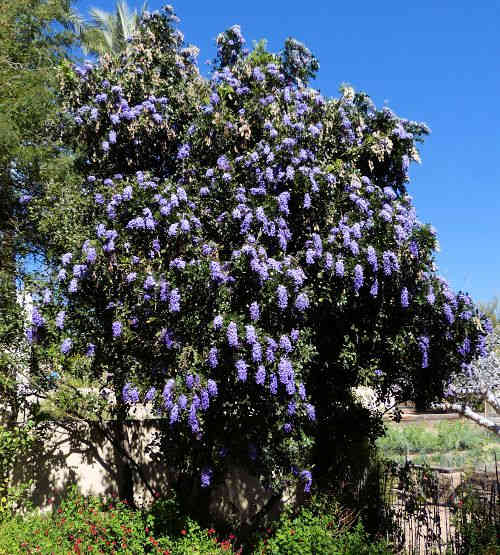Dermatophyllum secundiflorum: Texas Mountain Laurel tree in bloom