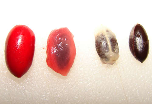 By Forest & Kim Starr, CC BY 3.0, httpscommons.wikimedia.orgwindex.phpcurid-6147007