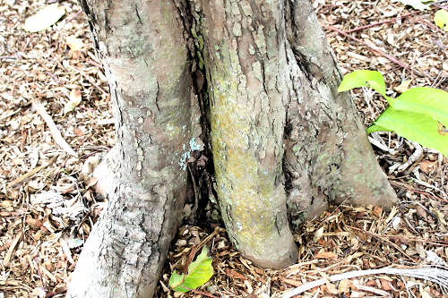 By Photo by David J. Stang - source David Stang. First published at ZipcodeZoo.com, CC BY-SA 4.0, httpscommons.wikimedia.orgwindex.phpcurid-61152474