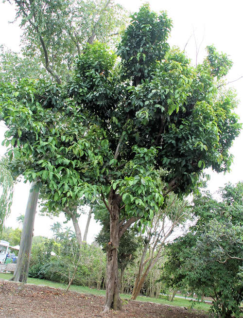 By Photo by David J. Stang - source David Stang. First published at ZipcodeZoo.com, CC BY-SA 4.0, httpscommons.wikimedia.orgwindex.phpcurid-61152529