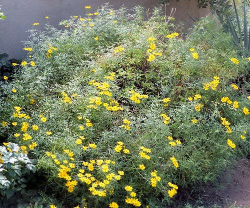 Tagetes lemmonii: Lemmon's Marigold