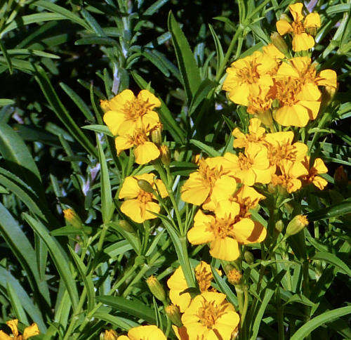 Tagetes lucida: Mexican Tarragon
