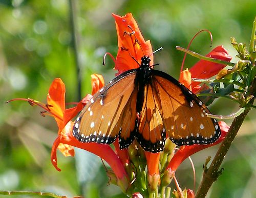 Tecomaria capensis: Cape Honeysuckle - with butterfly