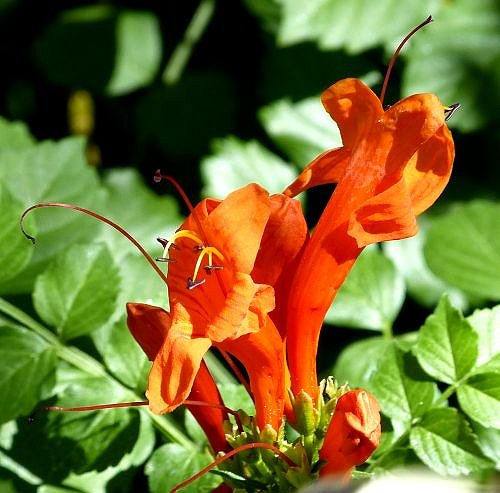 Tecomaria capensis: Cape Honeysuckle - flower