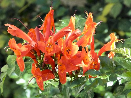 Tecomaria capensis: Cape Honeysuckle - flowers