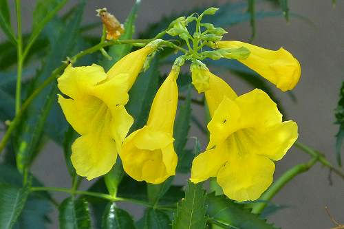 Tecoma stans: Yellow Bells - flower