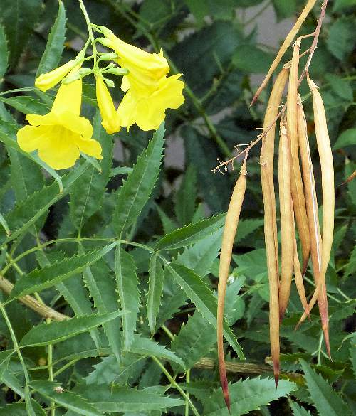 Tecoma stans: Yellow Bells - seed pods