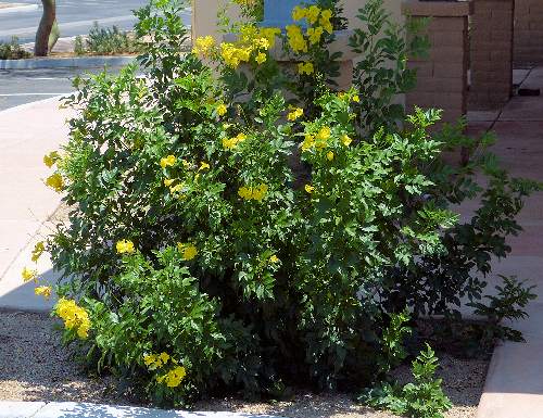Tecoma stans: Yellow Bells