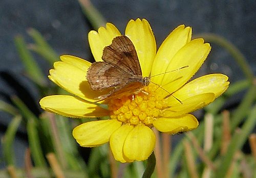 Tetraneuris acaulis: Angelita Daisy - with butterfly