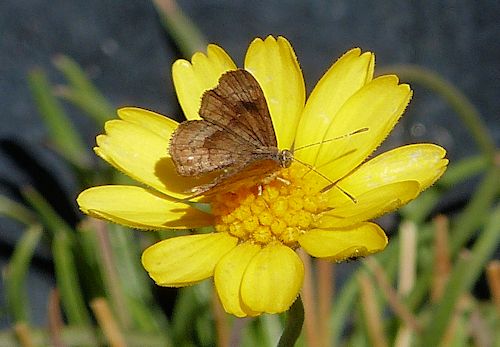 Tetraneuris acaulis: Angelita Daisy - with butterfly