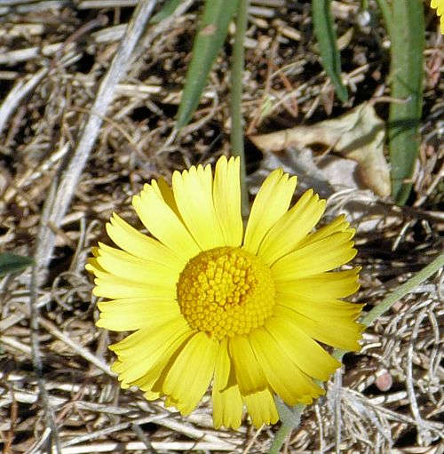 Tetraneuris acaulis: Angelita Daisy - flower