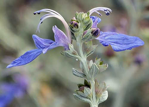 Teucrium fruticans: Tree Germander - flowers