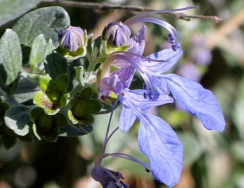 Teucrium fruticans: Tree Germander - flowers