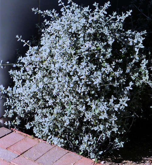 Teucrium fruticans: Tree Germander