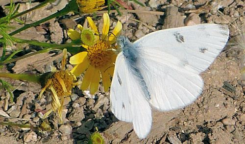Thymophylla pentachaeta: Golden Dyssodia - with butterfly
