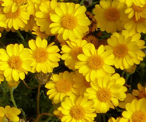Thymophylla pentachaeta: Golden Dyssodia - flowers