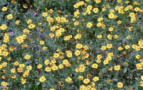 Thymophylla pentachaeta: Golden Dyssodia
