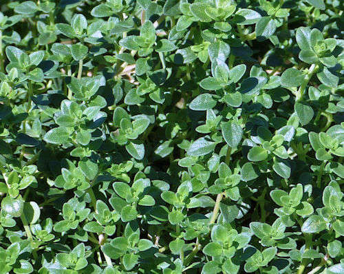 Thymus citriodorus: Lemon Thyme